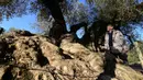 Pemilik kebun Joan Prota saat melihat pohon zaitun tertuanya di Uldecona, Spanyol (6/12). Di perkebunan ini terdapat ribuan pohon zaitun yang berusia 1.000-2.000 tahun. (AFP Photo/Jose Jordan)