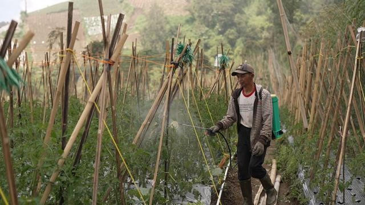 Petani Akui Program MBG Dongkrak Pendapatan hingga 60 Persen, Siap Pasok Sayur saat Kemarau