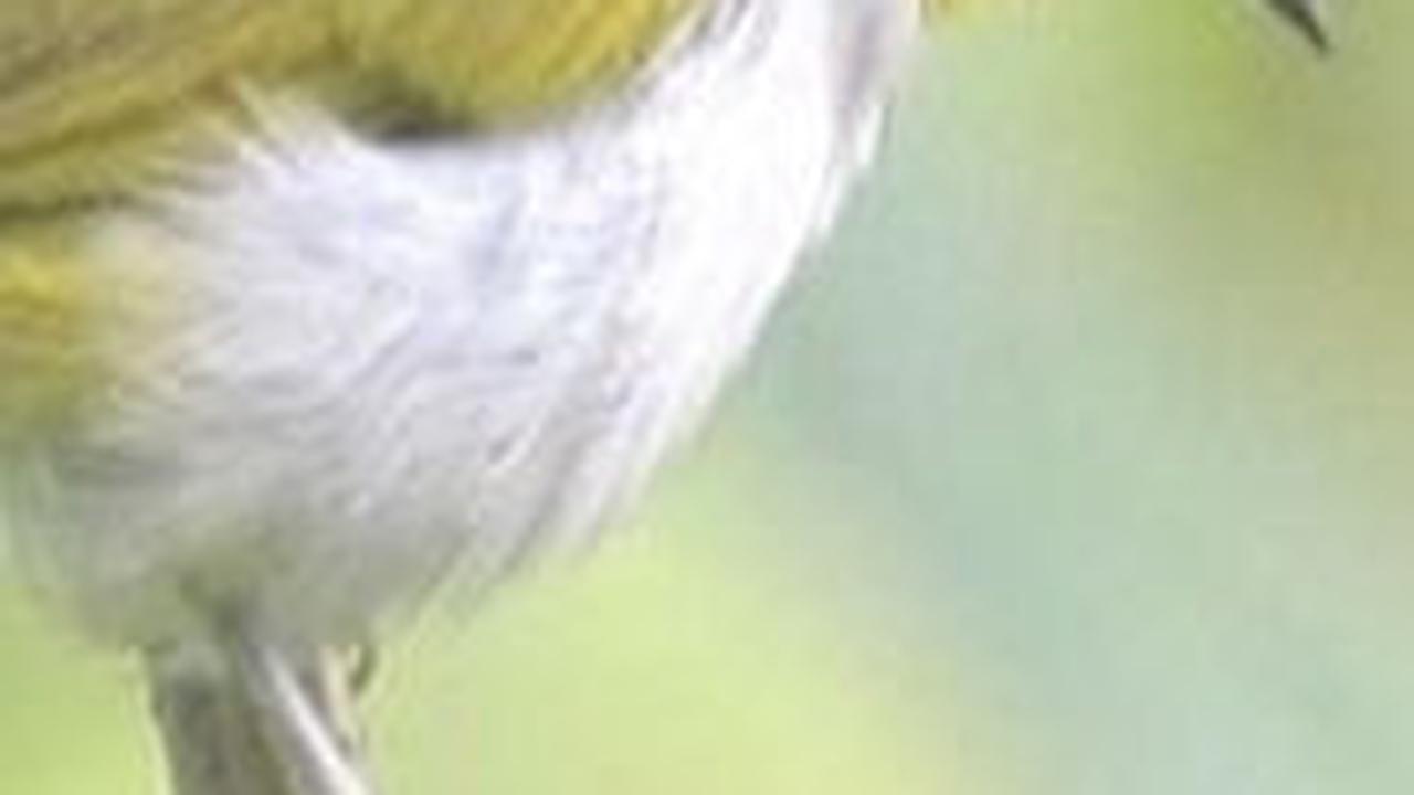 11. Pleci Salvadori Enggano<br>