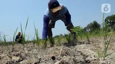 Sari (60) menanam padi pada area persawahan kering di Desa Muara Bakti, Kampung Muara Sepak, Babelan, Bekasi, Jawa Barat, Selasa (5/9/2023). (merdeka.com/Imam Buhori)
