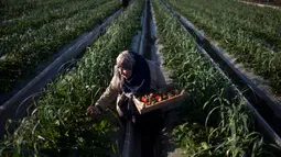 Pekerja wanita Palestina memetik stroberi di kebun di kota Beit Lahiya, Gaza Utara (15/1). Proyek kebun stroberi dibuat bertujuan menyediakan lapangan kerja jangka pendek di bidang pertanian untuk ratusan warga miskin di Jalur Gaza.(AP Photo/Khalil Hamra)