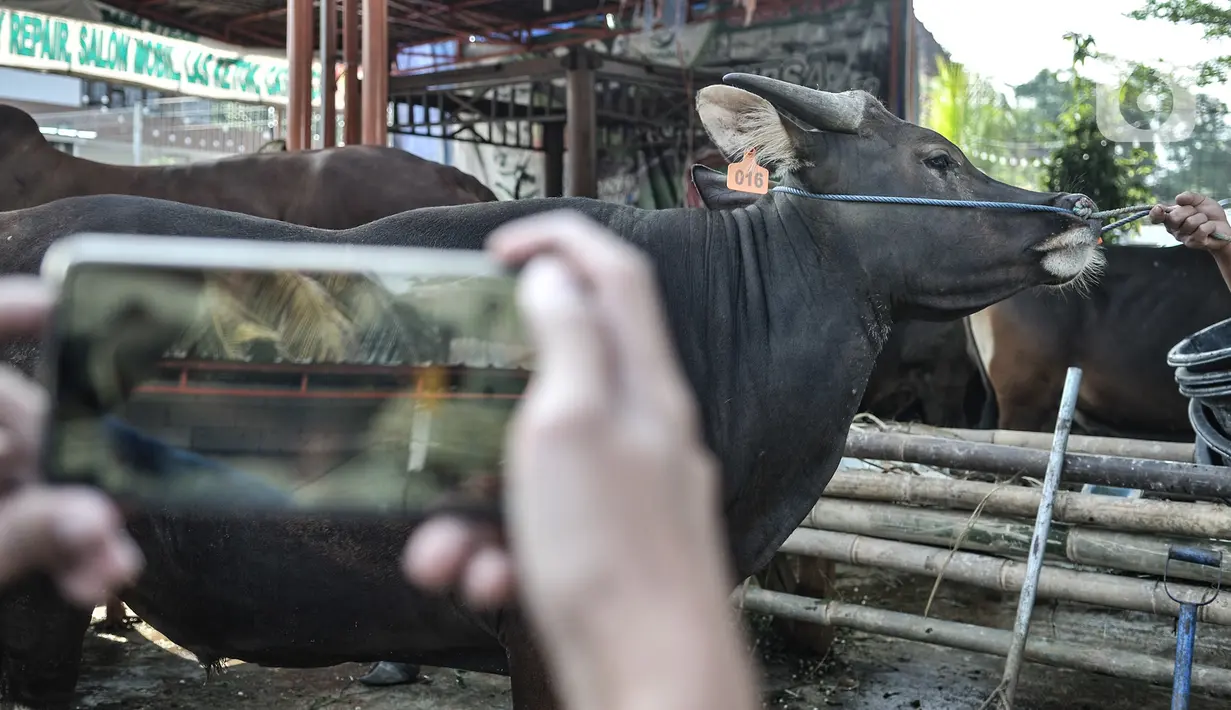 Pekerja memotret sapi yang akan ditawarkan ke konsumen melalui website dan media sosial di Peternakan Yuk Qurban, Depok, Rabu (22/7/2020). Menurut Pemilik peternakan Yuk Qurban itu penjualan hewan kurban melalui daring disambut antusias masyarakat dan terus meningkat. (merdeka.com/Iqbal Nugroho)