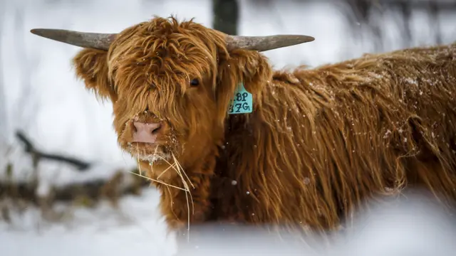 FOTO: Melihat Sapi Dataran Tinggi Saat Salju Turun di Alberta