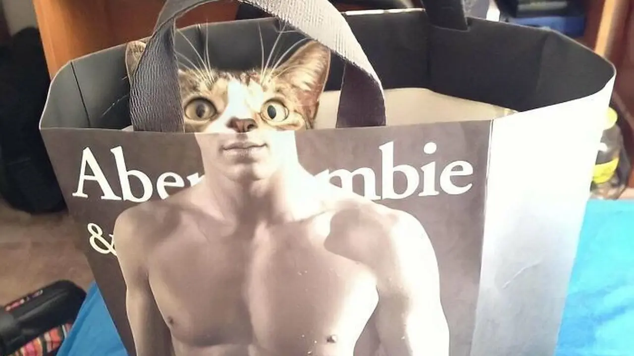 10 Tingkah Unik Kucing yang Bikin Nggak Habis Pikir