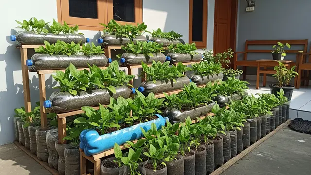 Kebun Sayur Bayam dari Botol Bekas yang Cocok untuk Hiasan Teras