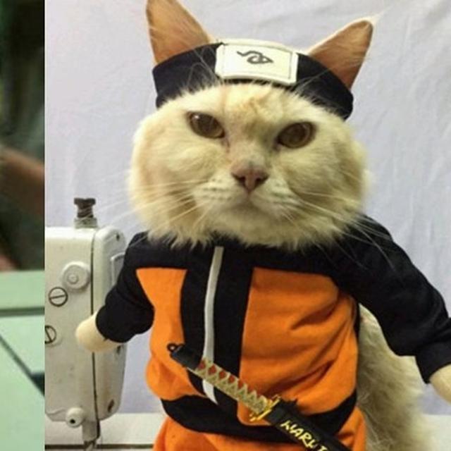 6 Potret Kucing Berdandan Bak Karakter Anime Naruto, Bikin Gemas