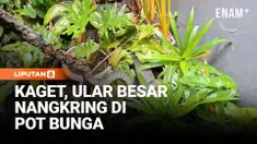 Seekor ular sanca sepanjang kurang lebih empat meter berhasil dievakuasi petugas pemadam kebakaran Kabupaten Madiun, Jawa Timur, setelah ditemukan bersembunyi di sela-sela pot bunga halaman rumah warga.
