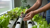 Cara Menanam Hidroponik untuk Pemula, Panduan Lengkap dari Semai Benih hingga Panen