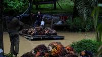 Seorang pekerja mengangkut cangkang sawit di atas rakit di sebuah perkebunan sawit di Sampoiniet, provinsi Aceh (7/3/2021). Kelapa sawit merupakan tanaman perkebunan yang memiliki produksi terbesar di Kabupaten Aceh . (AFP Photo/Chaideer Mahyuddin)