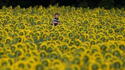 Seorang anak laki-laki terlihat di  ladang bunga matahari di Griinter Farms, dekat Lawrence, Kansas (6/9/2021). Ladang, yang ditanam setiap tahun oleh keluarga Grinter, menarik ribuan pengunjung selama akhir pekan musim panas saat bunga matahari mekar. (AP Photo/Charlie Riedel)