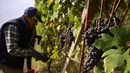 Seorang petani memetik anggur Nebbiolo, yang digunakan untuk membuat wine Barolo, selama panen di Barolo, Laghe Country side dekat Turin, Italia barat laut (14/9/2019). (AFP Photo/Marco Bertorello)
