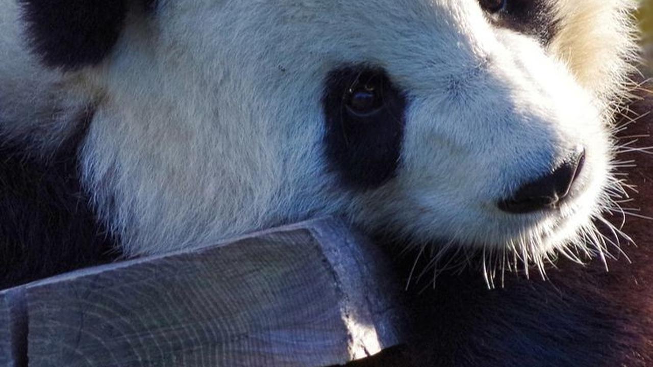 Saat Gali Makam Kaisar China, Arkeolog Malah Temukan Kerangka Panda Raksasa Berusia 2000 Tahun