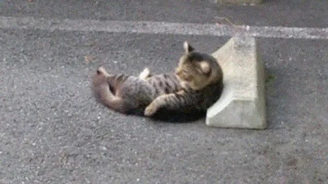 8 Potret Gemas Kucing Bersantai di Bumper Parkiran