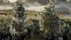 Lapisan es tipis menyelimuti tanaman hias di Taman Plant, Fla di Florida tengah (4/1). Cuaca ekstrem yang melanda daerah di AS membuat petani menyemprotkan air ke tanaman untuk membantu melindungi dari suhu yang sangat dingin. (AP Photo / Chris O'Meara)