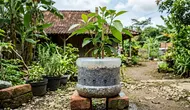 Cara Membuat Pot Galon Anti Becek untuk Alpukat, Akar Sehat dan Cepat Tumbuh