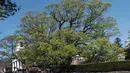 Foto yang diambil tahun 2006 menggambarkan pohon Oak berusia 600 tahun yang masih hidup di Basking Ridge Presbyterian Church di Bernards, New Jersey. (J. Wayman Williams / Basking Ridge Presbyterian Church via AP)