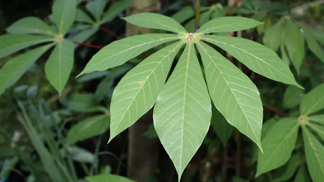 Ilustrasi Daun Singkong (Foto: mayapujiati/pixabay.com)