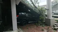 Pohon tumbang di Kantor BBKSDA Sumut.