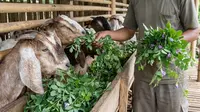 5 Alternatif Pakan Kambing dari Daun Gulma Sawah yang Sering Dibuang, Bergizi dan Tinggi Protein