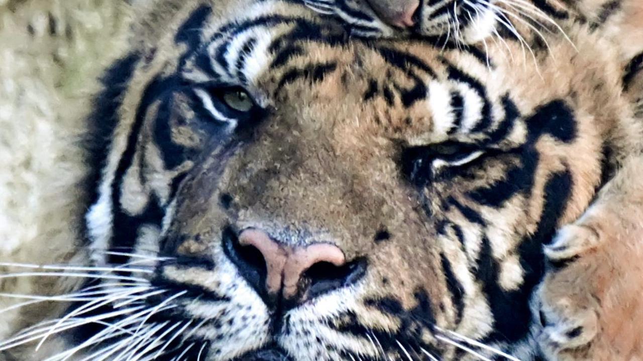 Sebagai informasi, Harimau Sumatera adalah spesies di terkecil dan paling langka dibandingkan jenis lainnya. Tiziana Fabi/AFP<br>