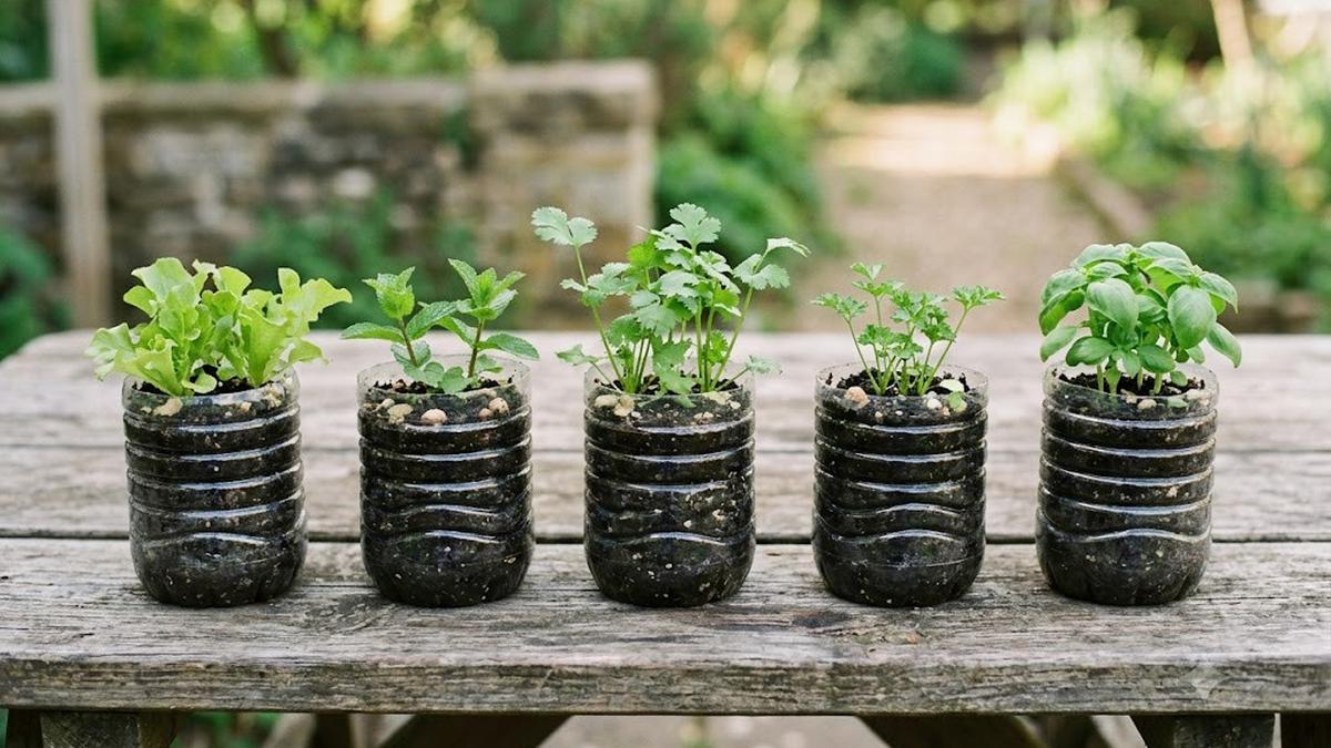8 Cara Memilih Botol Bekas yang Aman untuk Media Tanam Kebun Sayur di Rumah