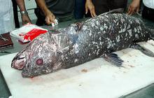 Misteri Ikan Purba Coelacanth yang Diduga Hidup Sebelum Dinosaurus, Penemuan Langka di Gorontalo