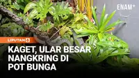 Ular Sanca 4 Meter Bersembunyi di Pot Bunga