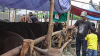 Bapanas Putar Otak Jaga Pasokan Sapi Hidup Tak Kelebihan saat Idul Adha