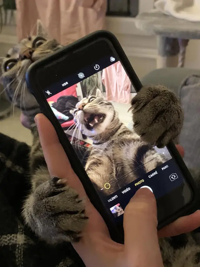 10 Tingkah Unik Kucing yang Bikin Nggak Habis Pikir
