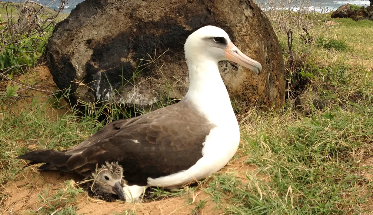 Foto tanggal 13 Februari 2013 menunjukan seekor Albatros Laysan sedang menjaga anaknya di dalam sarang di Hawaii. Pemuda bernama Christian Gutierrez dijatuhi hukuman 45 hari penjara usai membunuh Albatros.(Lindsay Young/Pacific Rim Conservation via AP)