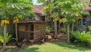 Cara Memadukan Ayam Kampung dan Pohon Pepaya/AI