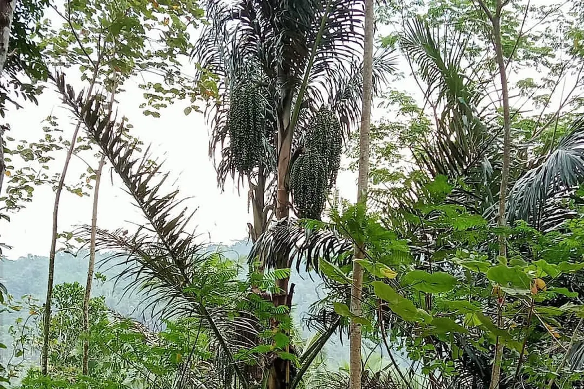 Desa Wadas terletak di Kecamatan Bener, Kabupaten Purworejo, Jawa Tengah