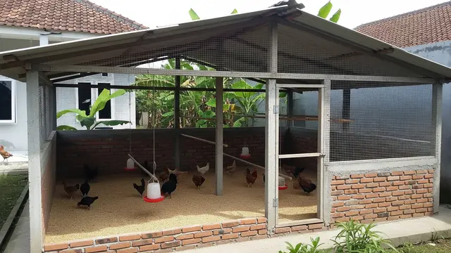 Model Kandang Ayam Tembok Semi Permanen yang Tahan Lama dan Aman Desain Postal Litter Dinding Tembok