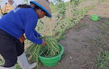 Lapas Perempuan Palu Dorong Kemandirian Warga Binaan Melalui Pertanian Produktif