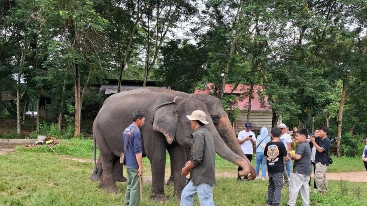 Penutupan Taman Nasional Way Kambas untuk Wisata Dimulai Hari Ini