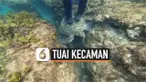vertical penyu