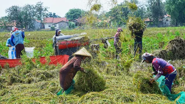 Kabupaten Bekasi Catatkan Peningkatan Panen Padi Sebanyak Tiga Persen, Sangga Jabar dan DKI Jakarta