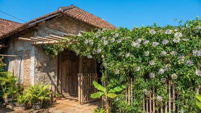 10 Tanaman Rambat Tahan Panas Cocok untuk Halaman Rumah di Desa, Bikin Adem dan Cantik