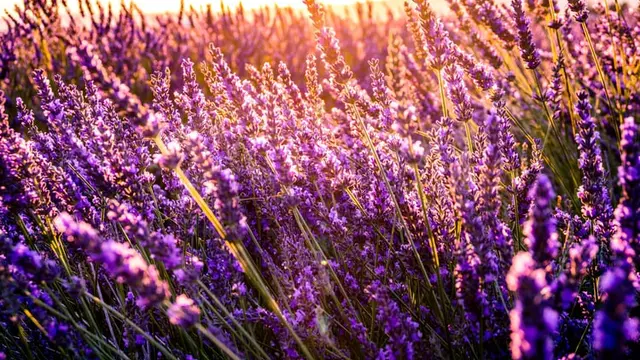 Ilustrasi Lavender