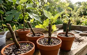 6 Cara Menanam Tin dari Stek agar Cepat Tumbuh, Ini Langkah dan Tips Perawatannya