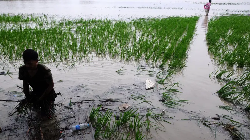 Sawah Jambi terendam banjir