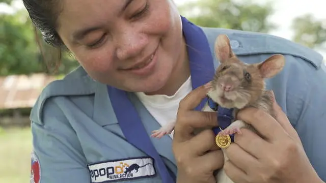 Selamatkan Ribuan Jiwa, Tikus Ini Diberi Penghargaan