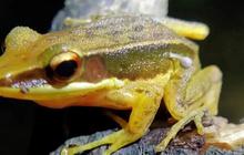 Aneh, Tubuh Katak Ini Tumbuh Tunas Jamur Sampai Ilmuwan Dibuat Bingung