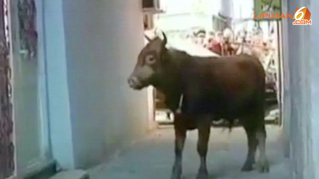 banteng-seruduk-131028d.jpg