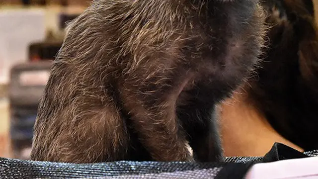 Lykoi