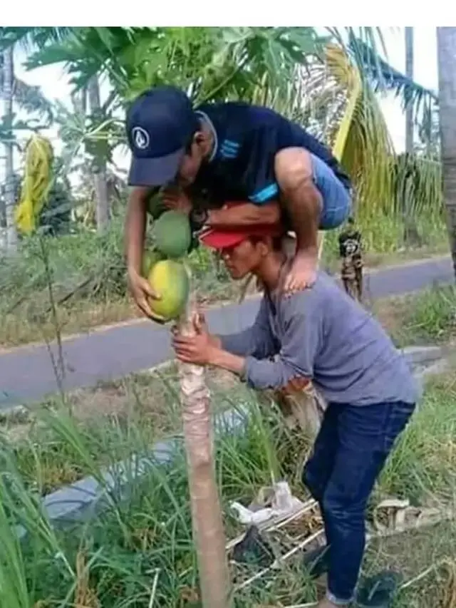 Penuh Perjuangan, Ini 9 Potret Orang Petik Buah dengan Cara Kocak