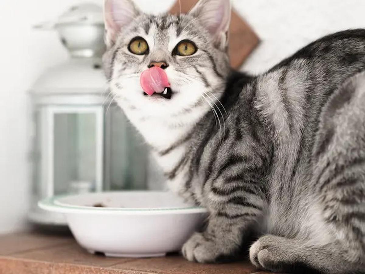 7 Penyebab Kucing Selalu Lapar Dilihat dari Perilakunya, Waspadai Masalah Kesehatan