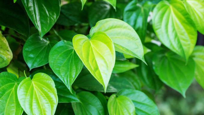 Download 860+ Background Cantik Daun HD Terbaik