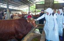 Pemprov Jatim Kerahkan Tim Pemeriksa Kesehatan Hewan Kurban Jelang Idul Adha 2026