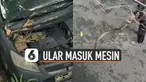 Sebuah ular ditemukan masuk dalam mesin mobil polisi.